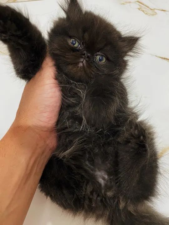 Gatinhos persa machos  - Foto 4