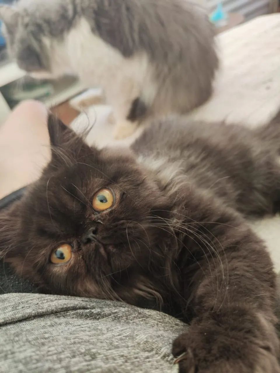 Filhote Gatos Persa  - Foto 6