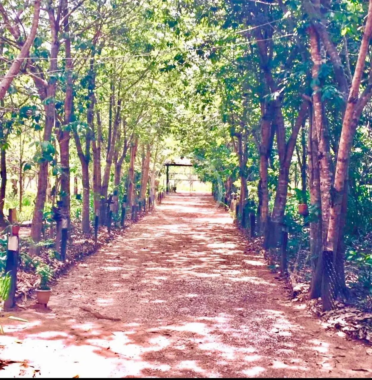 Belíssima chácara em Varginha, região de Santo Antônio. 4.1 Hectares Valor R$ 850.000,00 c