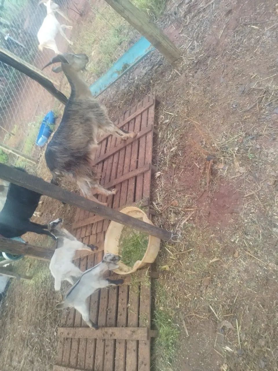 Cabra para venda - Foto 5