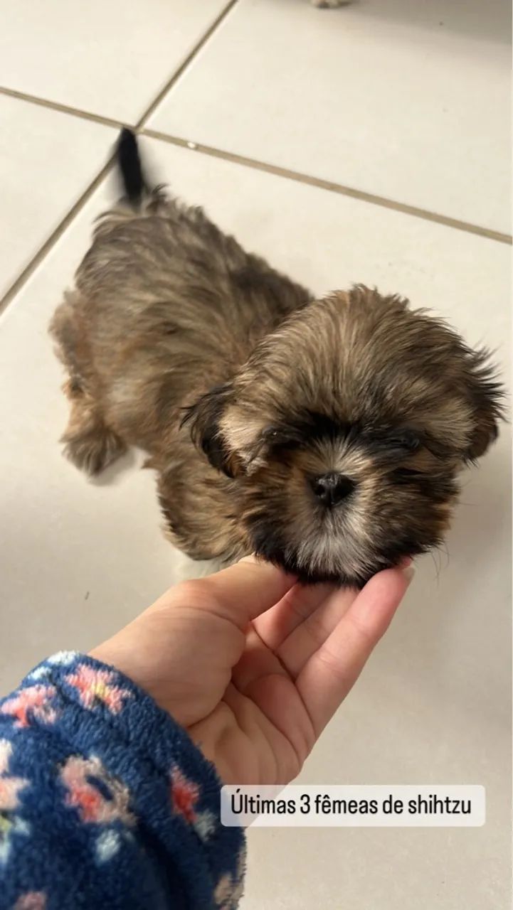 Filhote Shih Tzu fêmea perfeita 