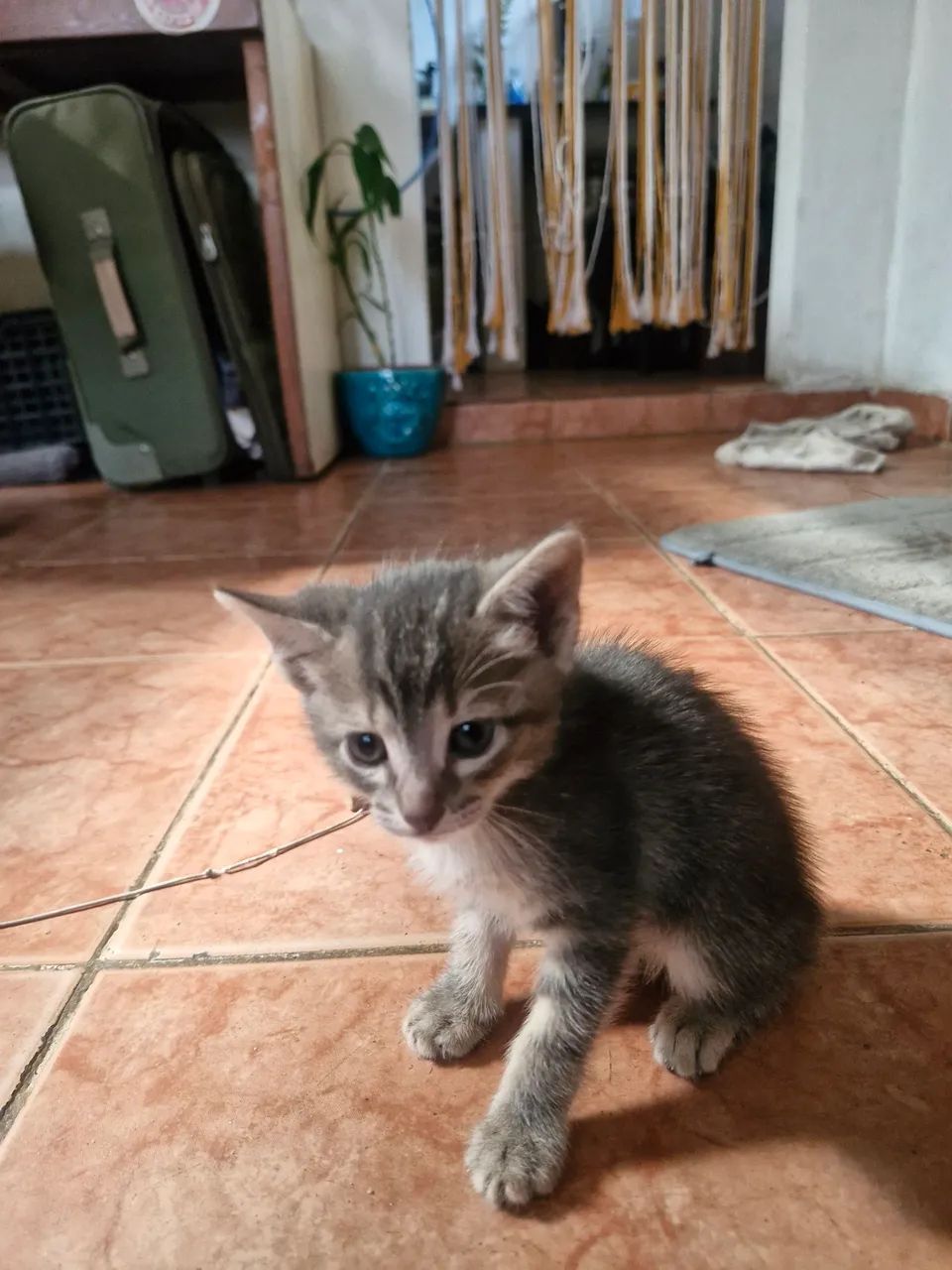 4 Irmãos 2 homens e 2 mulheres. Vacinados  - Foto 6