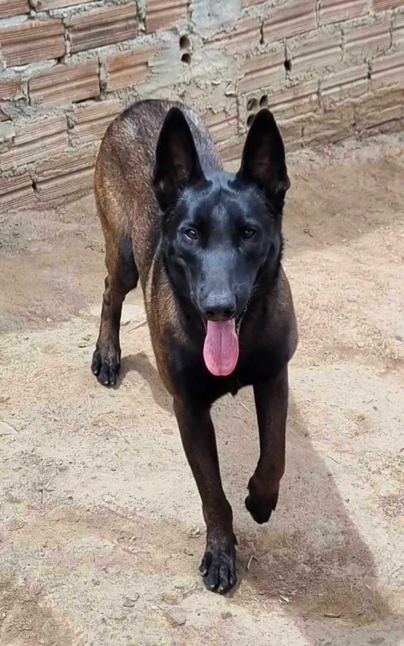 Pastor Malinois  - Foto 4