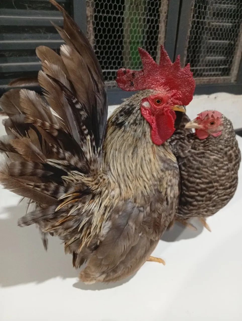 Animais de estimação  - Foto 3