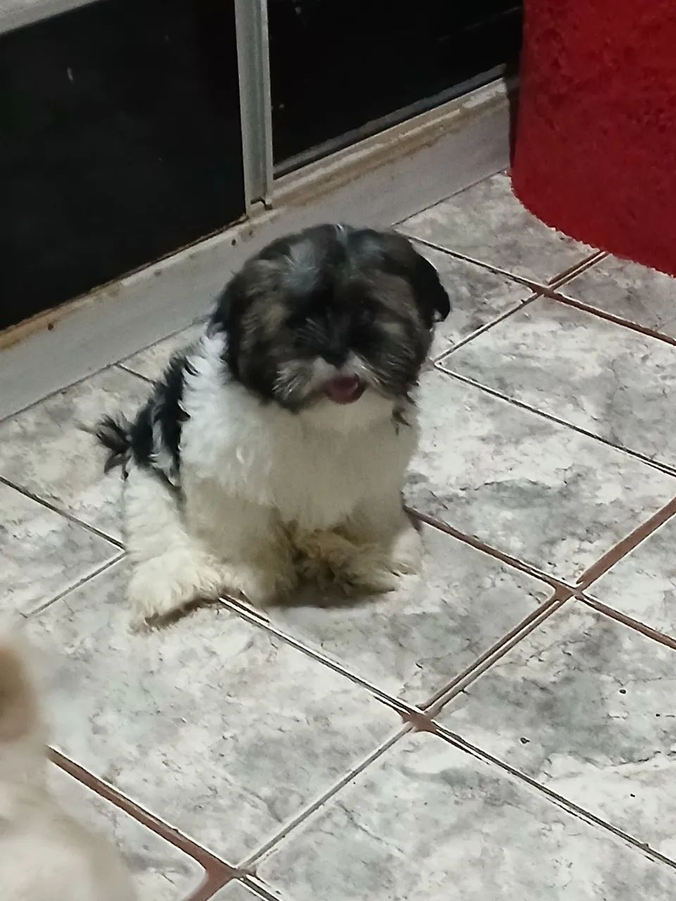 Cachorro shih-tzu 