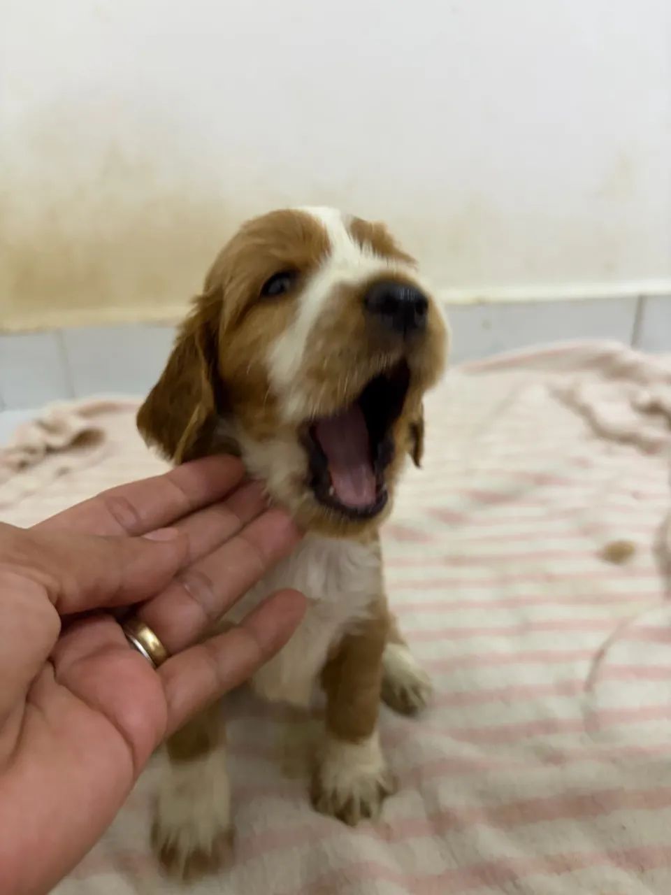 Filhotes Cocker Spaniel - Foto 2