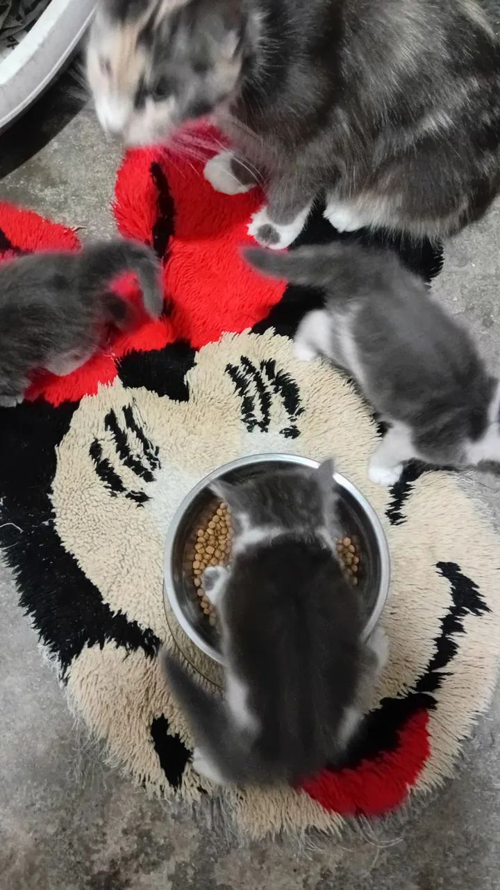 Lindos Filhotes de gato Raça Maine  - Foto 6