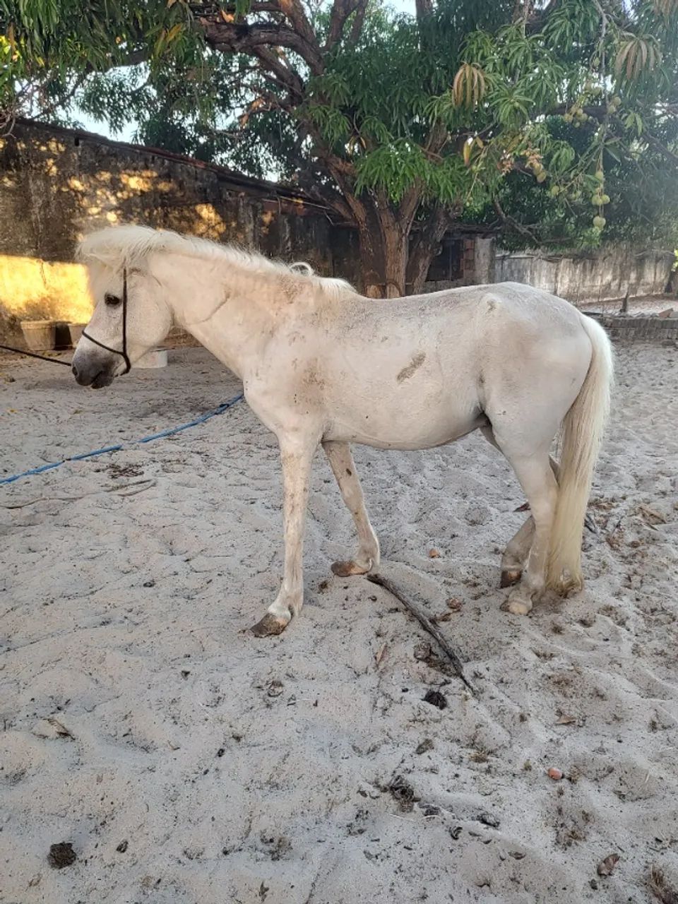 Cavalo PÔNEI (branco)