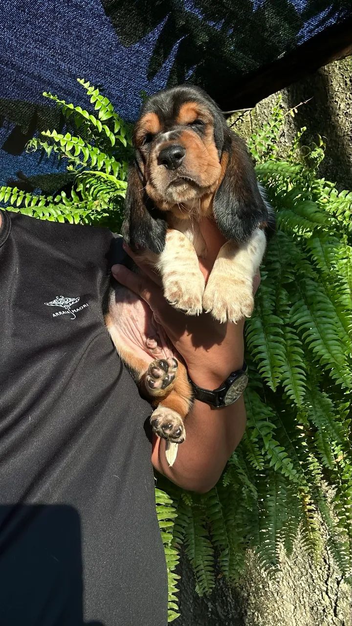 Basset hound  - Foto 4