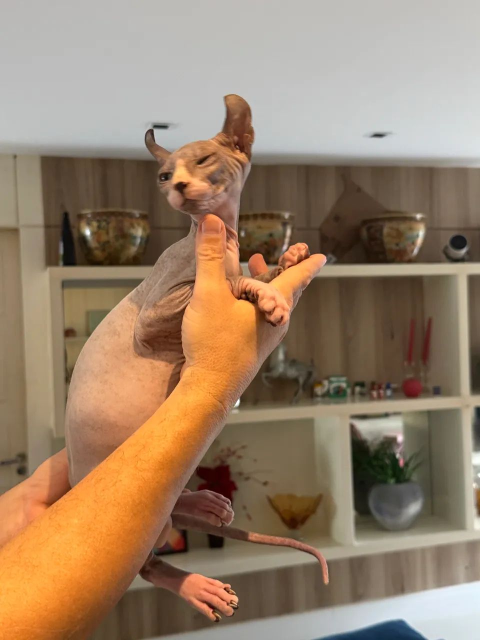 Vendo gato Sphynx Elf