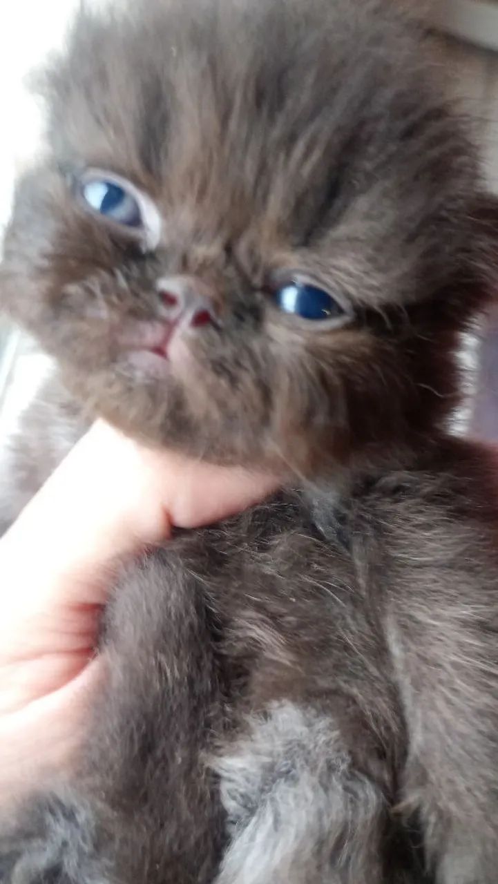 Gata persa pura - Foto 2