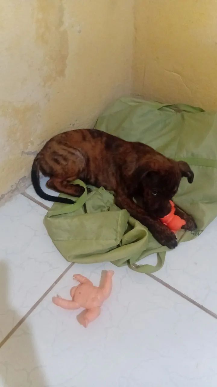 rottweiler com pitibul misturado  - Foto 3