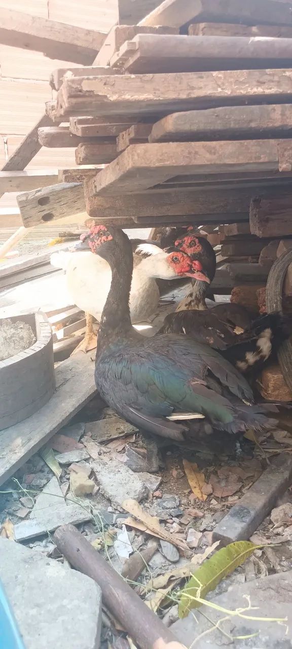 Pato 