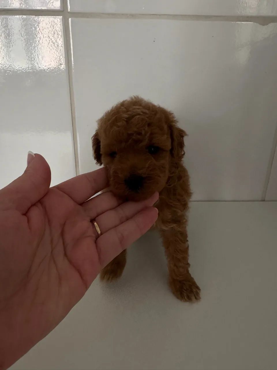 Poodle Toy Red com garantia - Foto 5