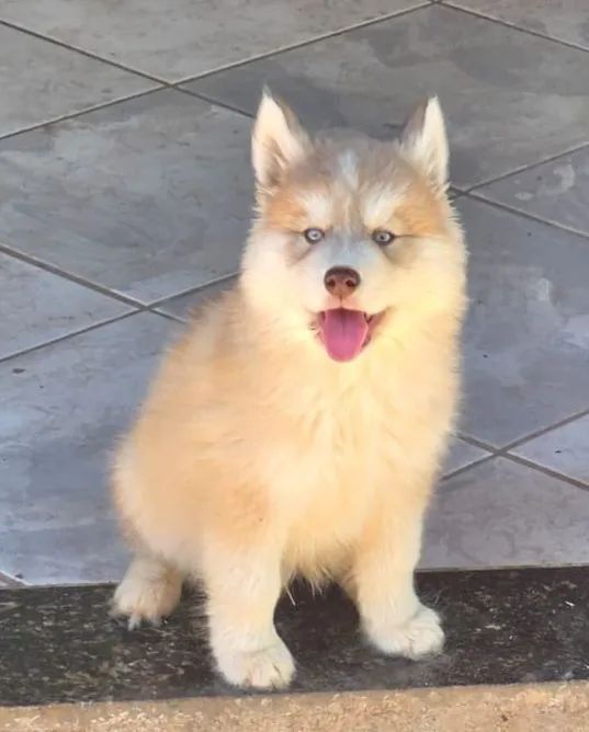Husky Siberiano Macho