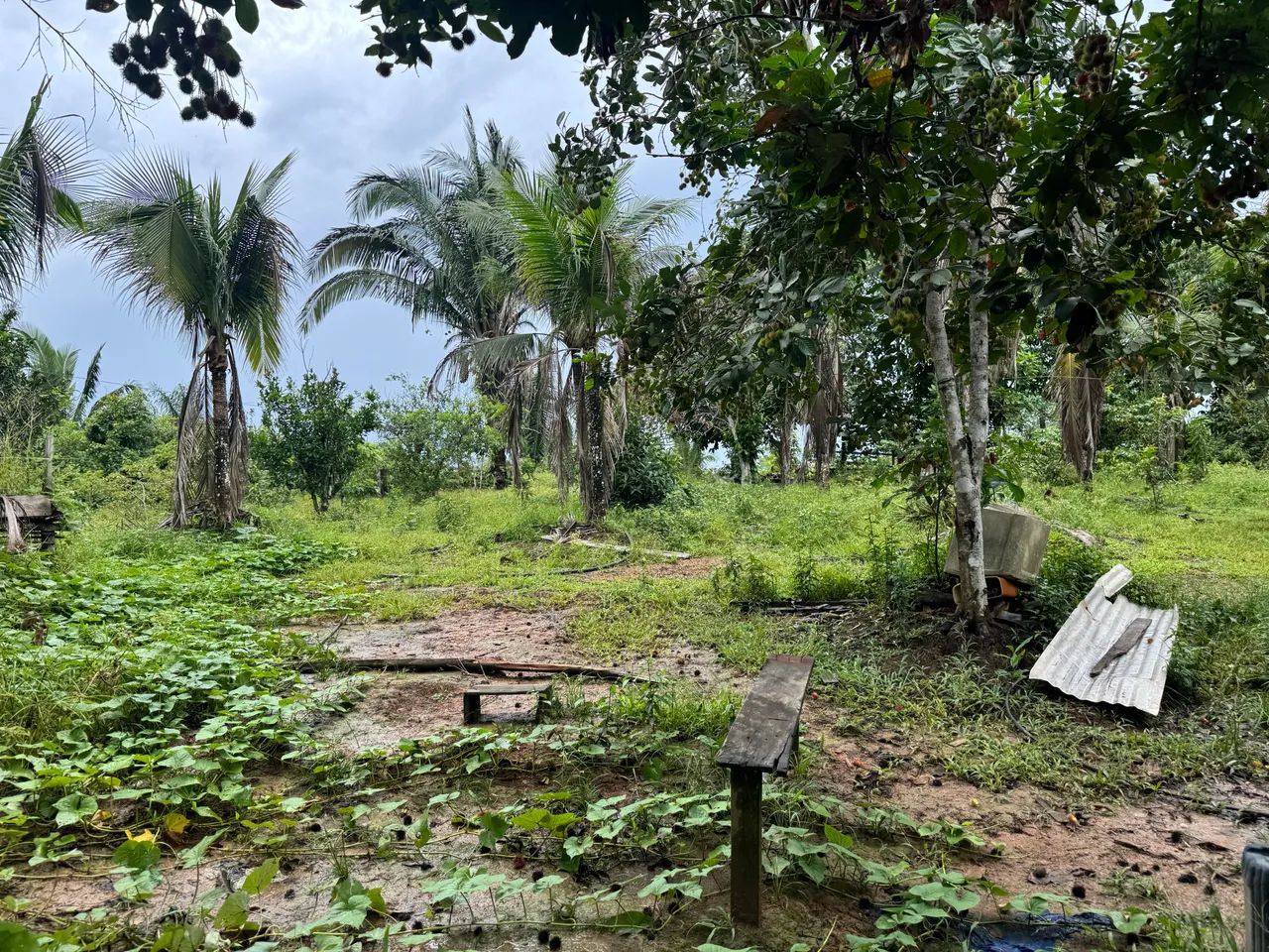 Sitio boa esperança  - Foto 5