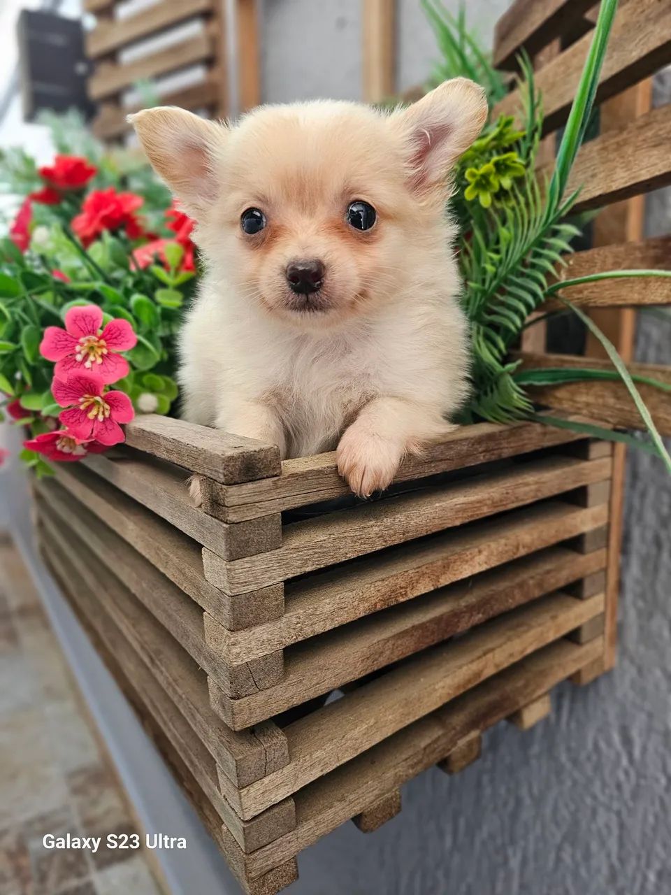 Cachorro 