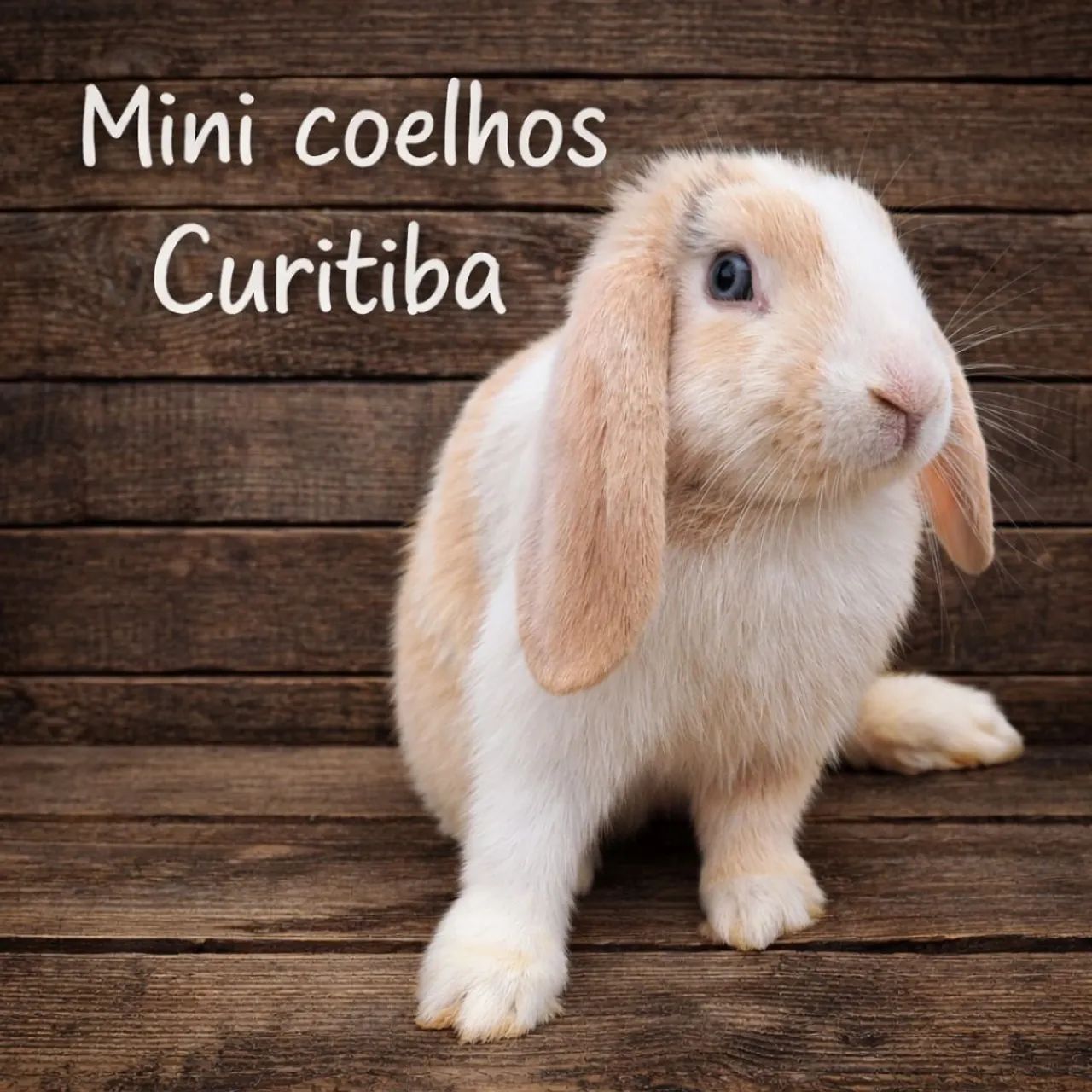Mini coelho  - Foto 6