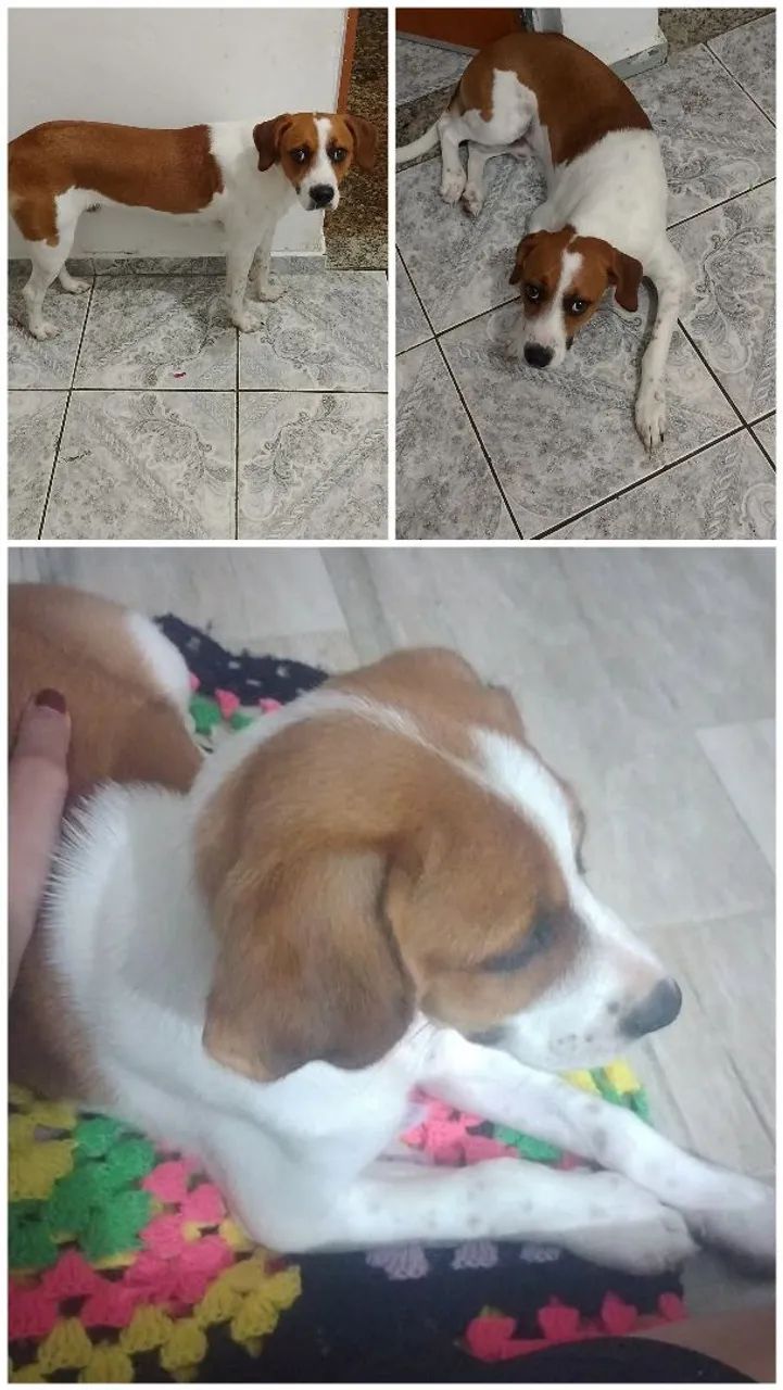 Doa-se cachorro 