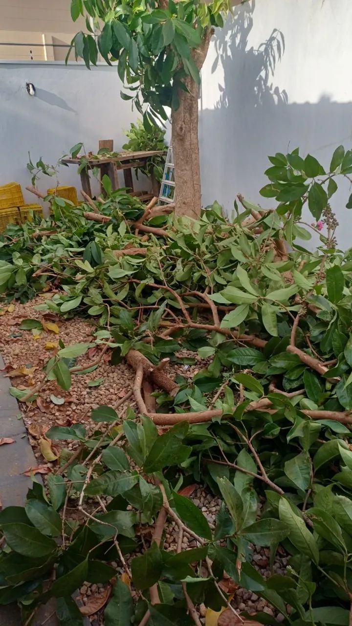 Fretes e jardinagem  - Foto 2