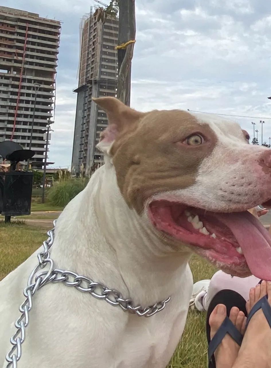 Adoção American bully  - Foto 2
