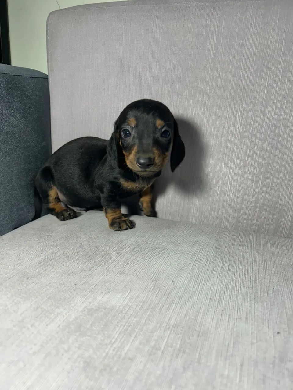 PROMOÇÃO DE FINAL DE SEMANA! Dachshund/salsicha/teckel - Foto 2