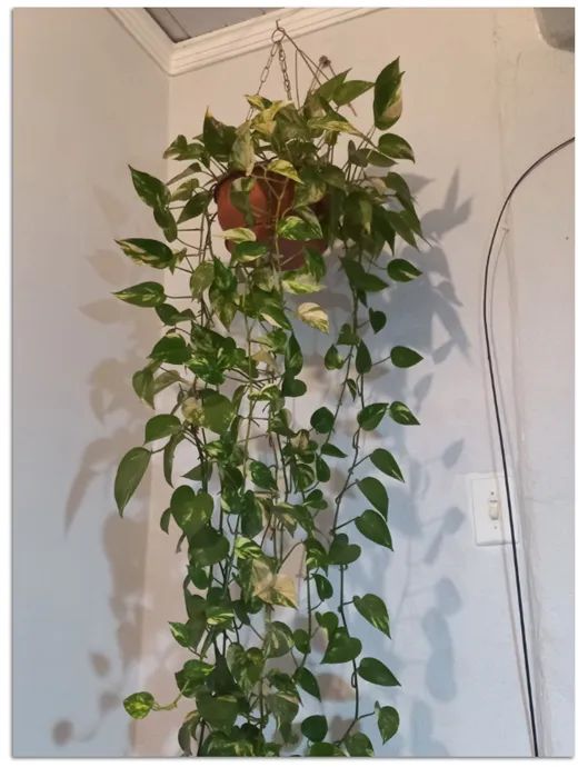 Lindas plantas, por apenas R$ 960,00, todas no vaso e com suportes metálicos. - Foto 6