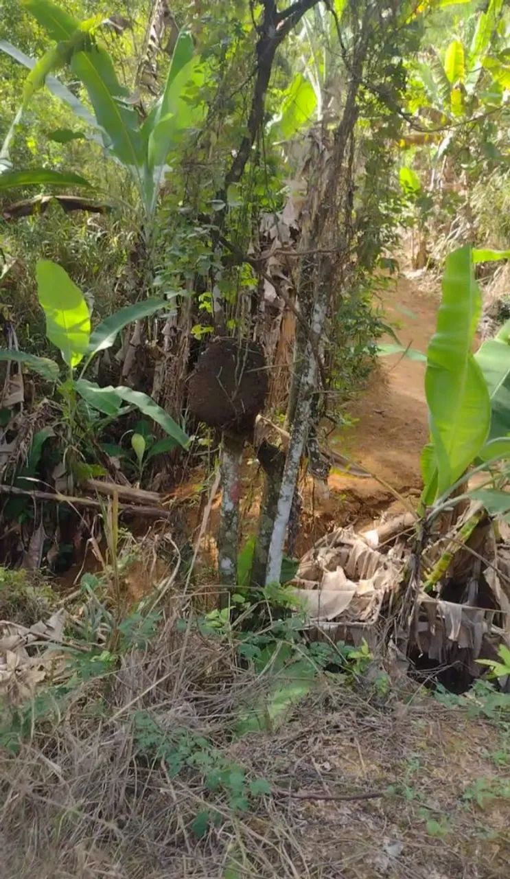 Terreno em Duas Barras - Municipio de Anchieta - ES - Foto 4