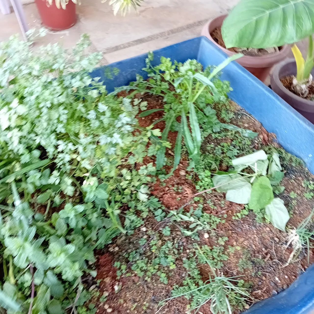 Mini horta - Foto 2