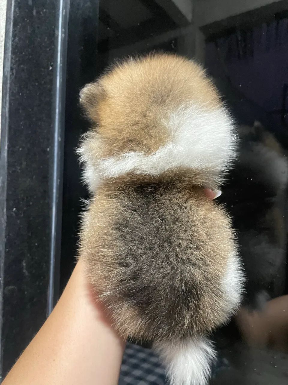 Cachorro - Foto 3