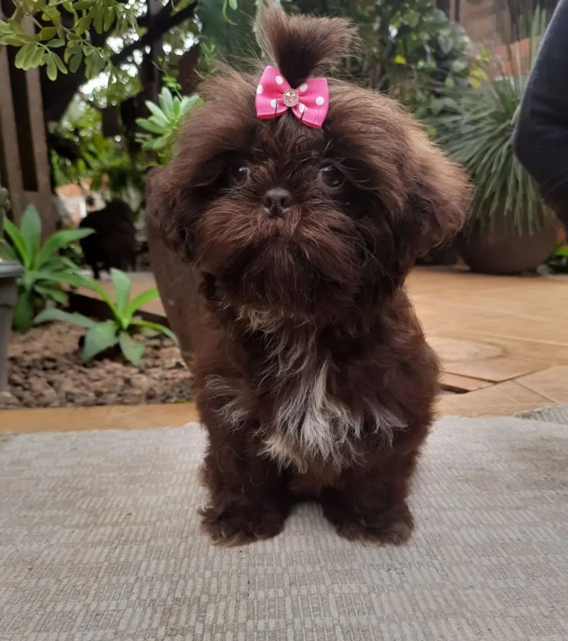 Shiu tzu - Foto 2