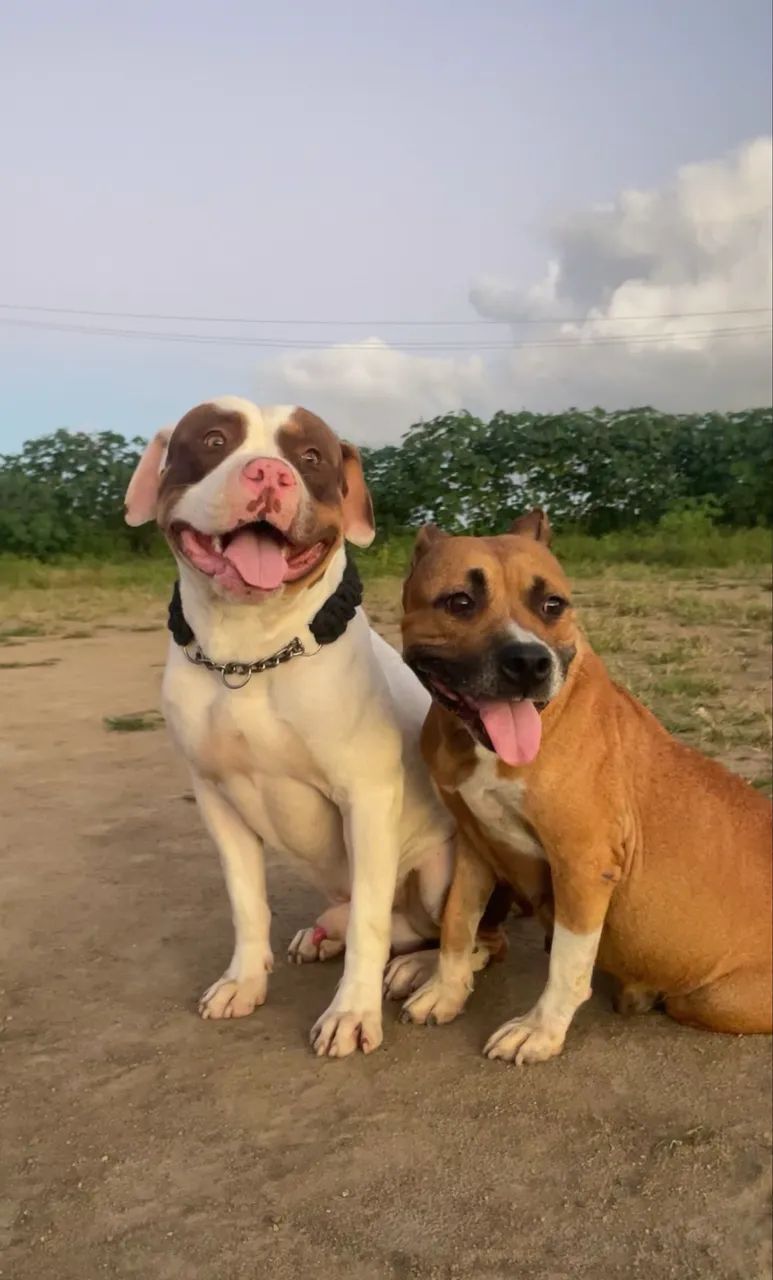 Filhotes de pitubull apbt original  - Foto 5