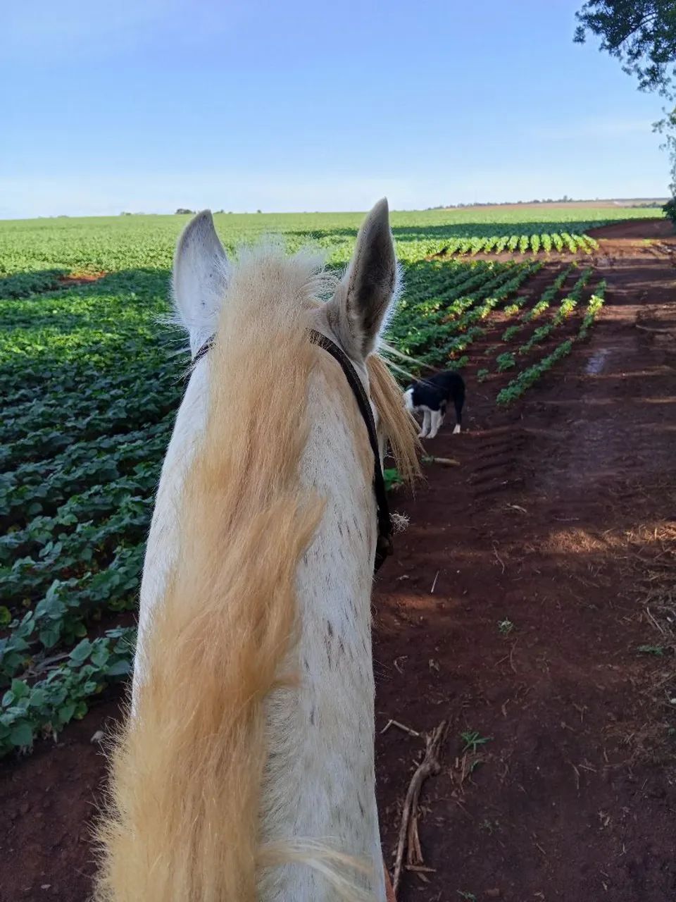Vendo cavalo  - Foto 3
