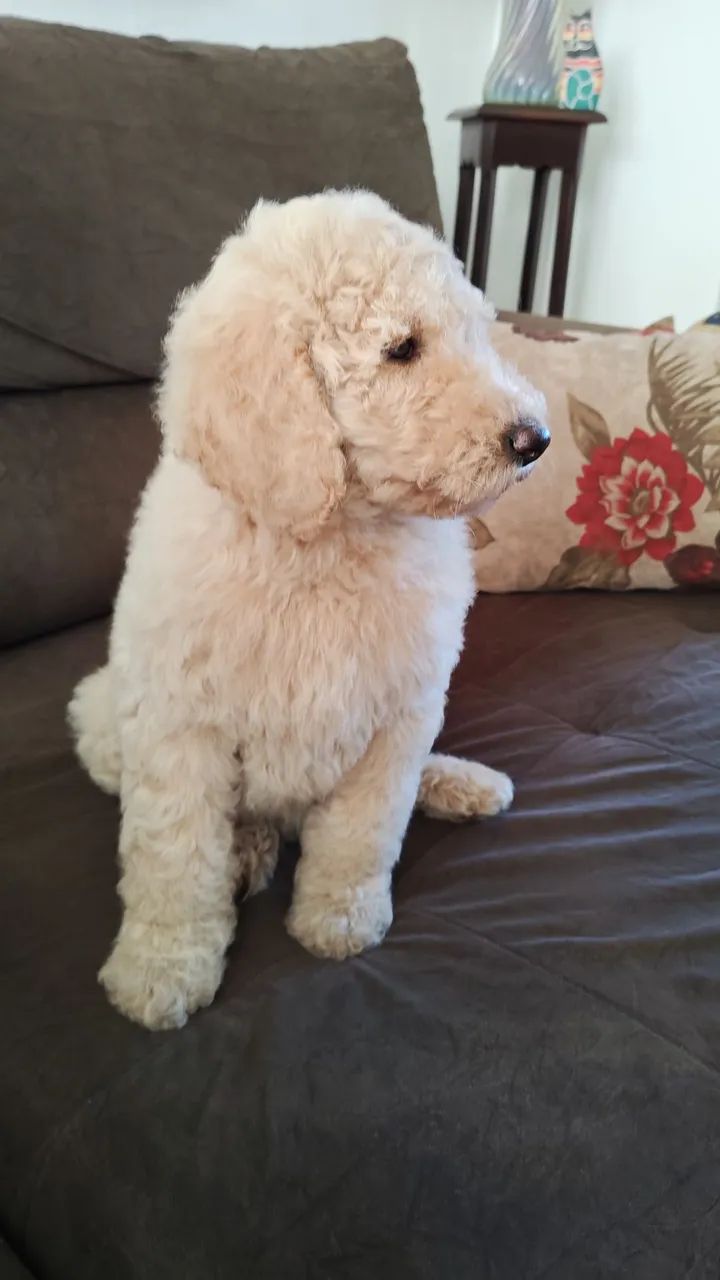 Poodle gigante - Foto 2