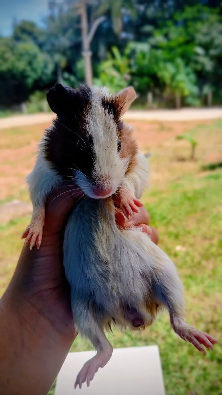 Casal de Porquinhos da Índia 