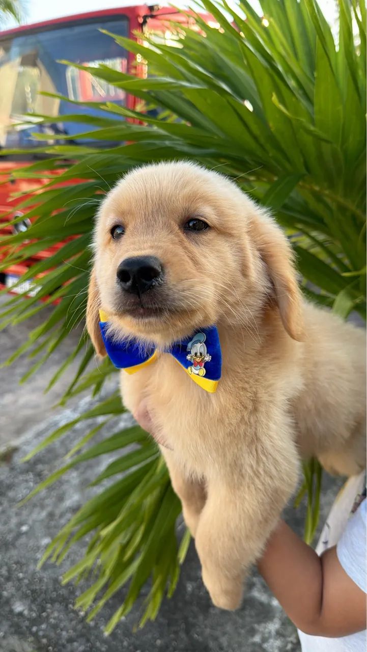 Golden retriever  - Foto 4