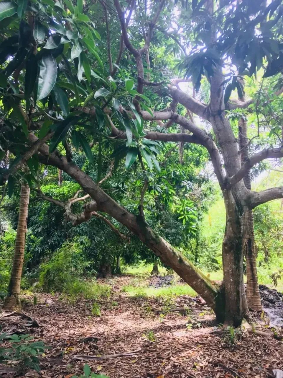 SÍTIO SÃO JORGE - CORURIPE-AL - Foto 4