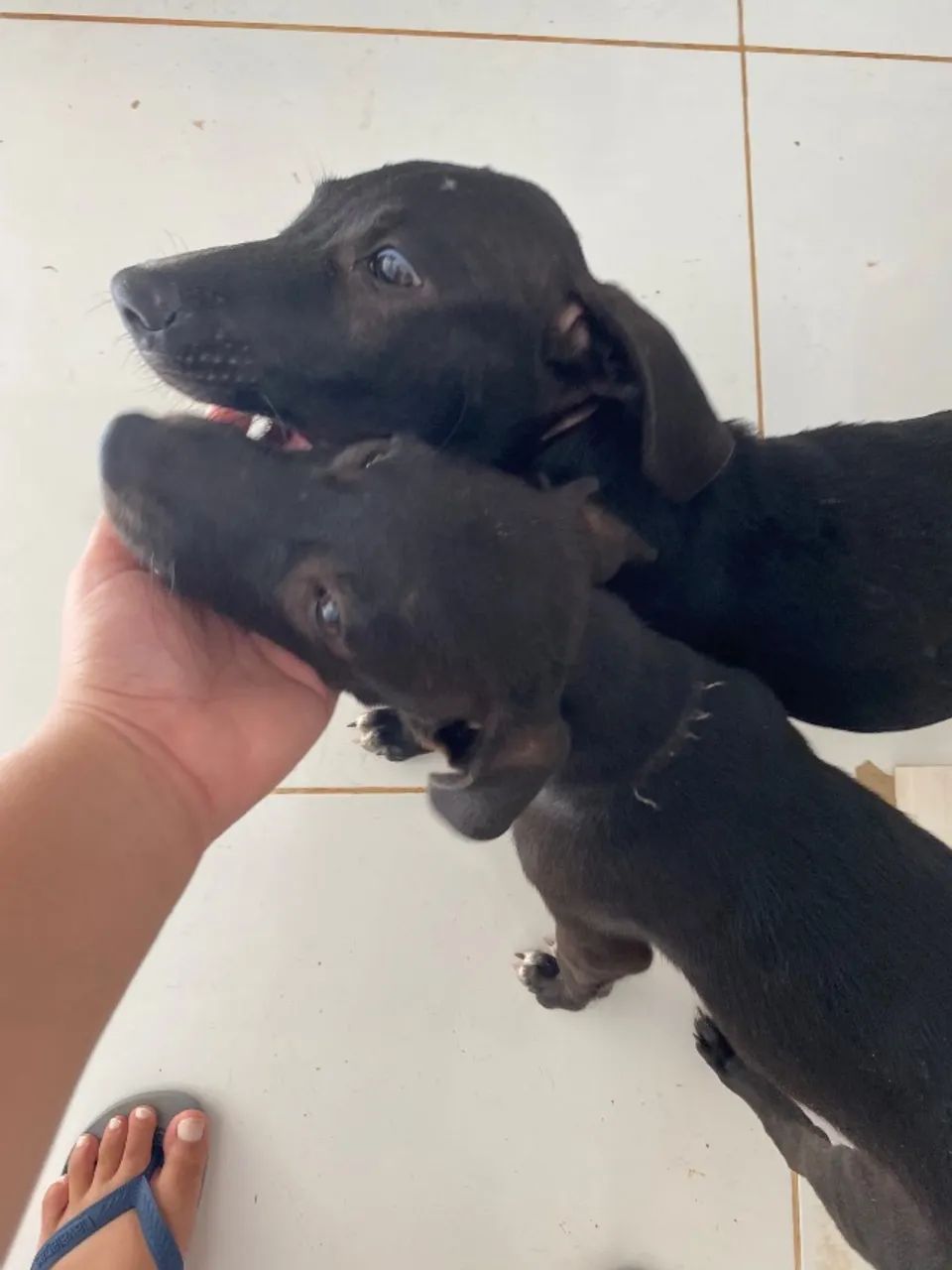 CACHORRINHA PARA ADOÇÃO  - Foto 3