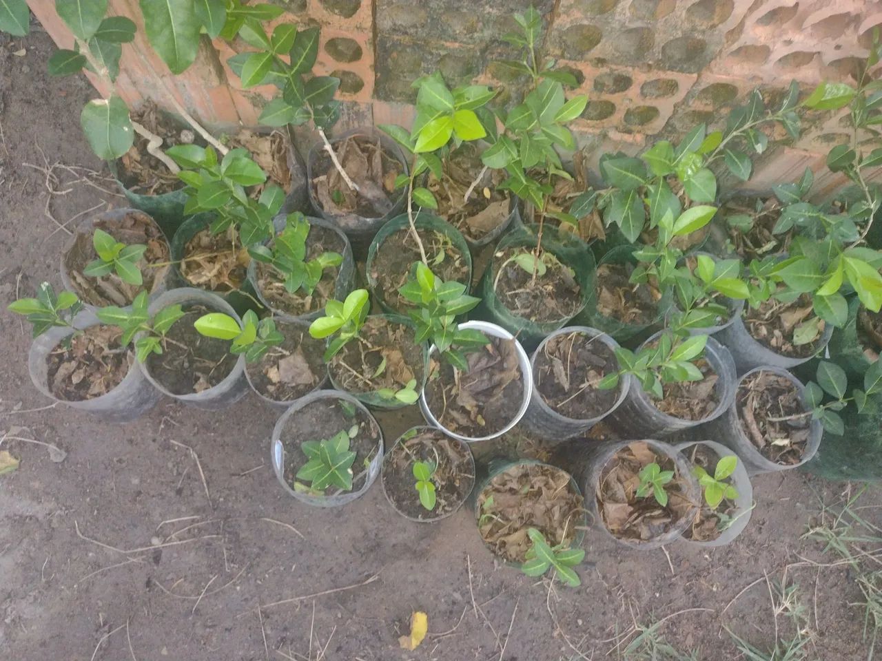 Mudas de acerolas  - Foto 2
