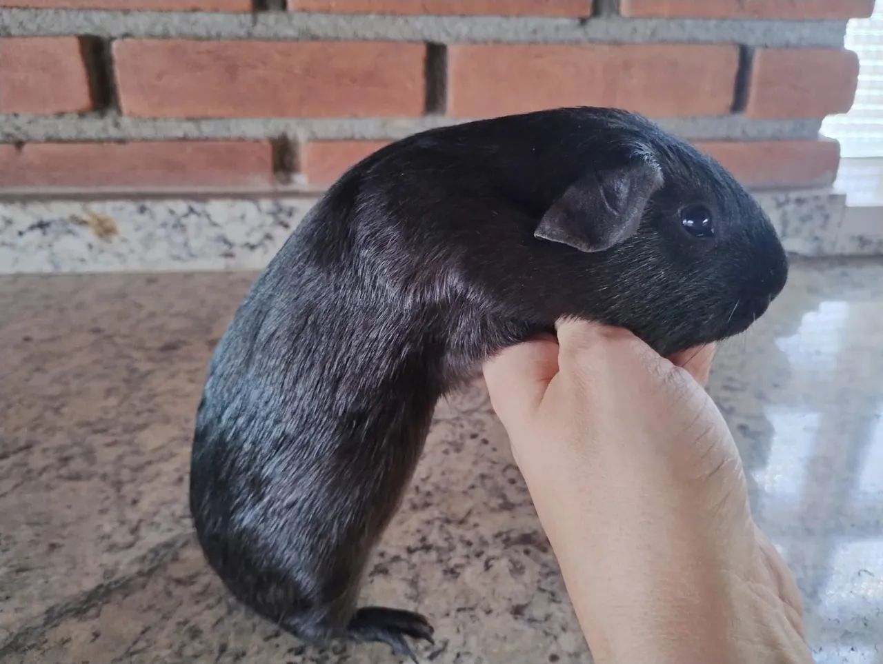 Porquinho da Índia Macho  - Foto 3