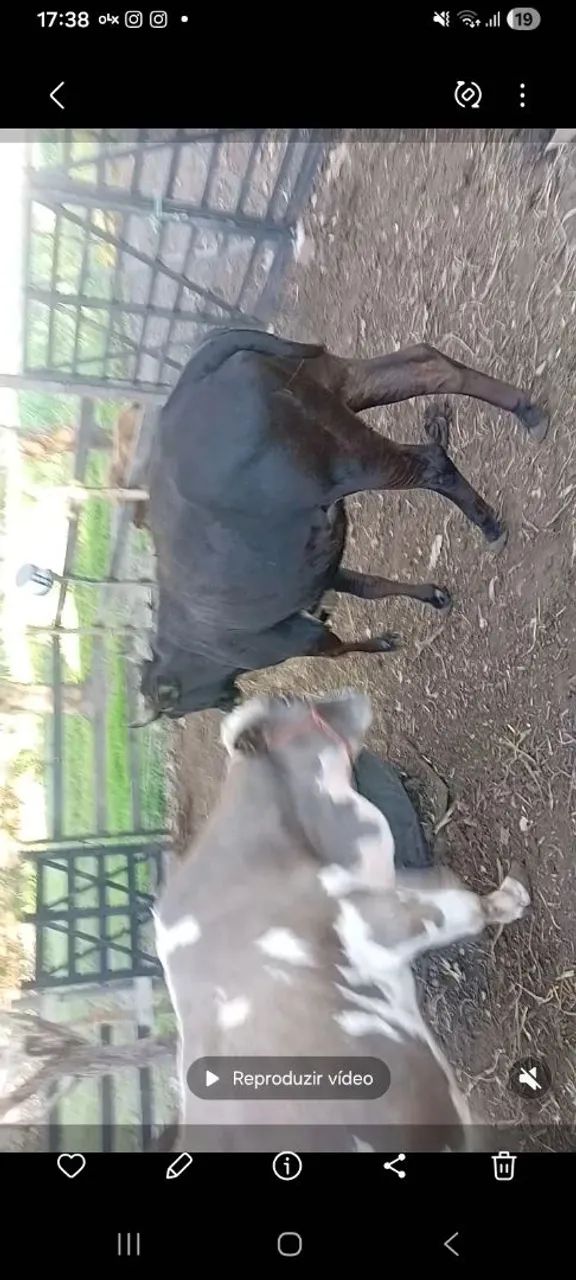 Vendo mine vaca nelore preta nova - Foto 2