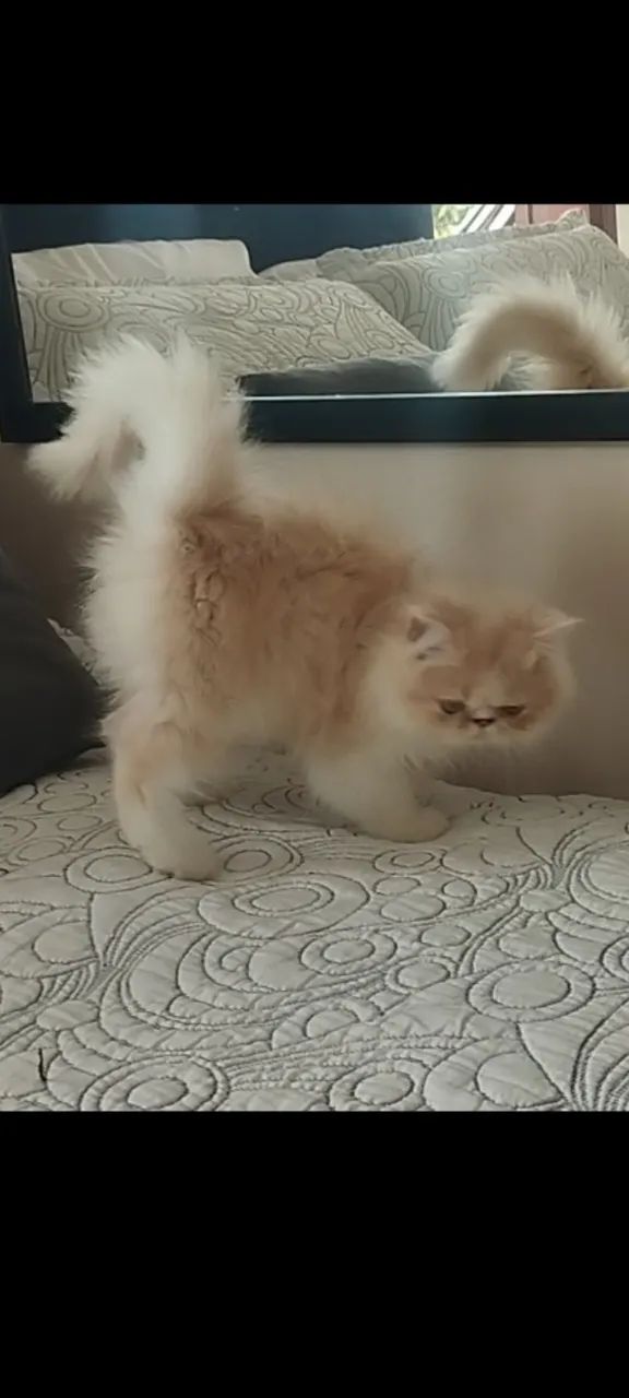 Filhote de gato persa  - Foto 3