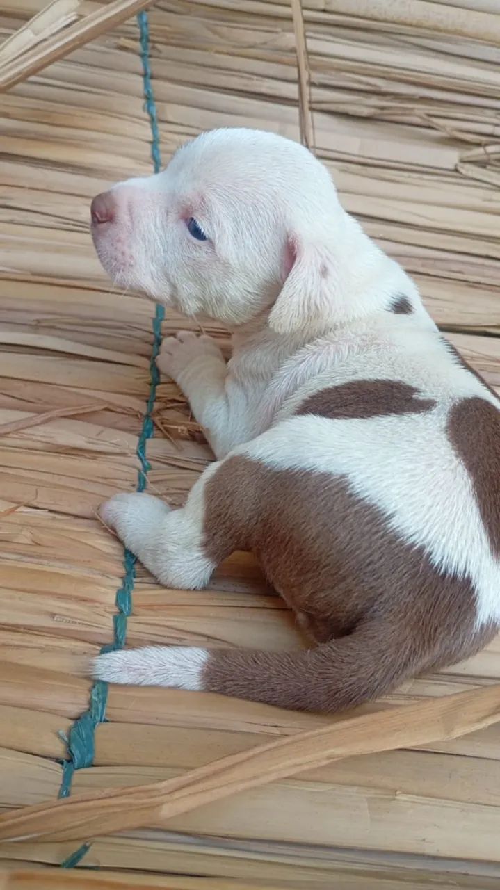 FILHOTES DE PITBULL PURO - Foto 3
