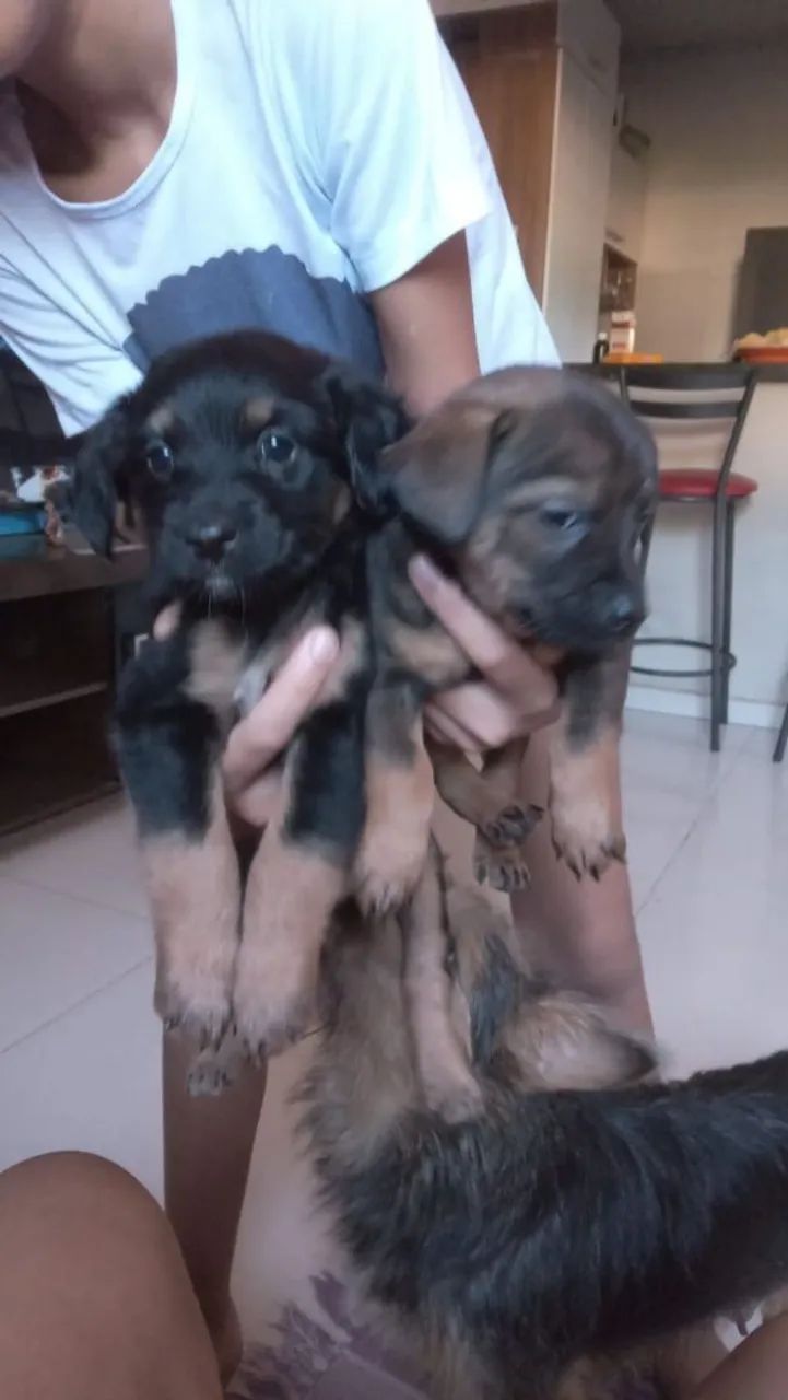 Cão filhote