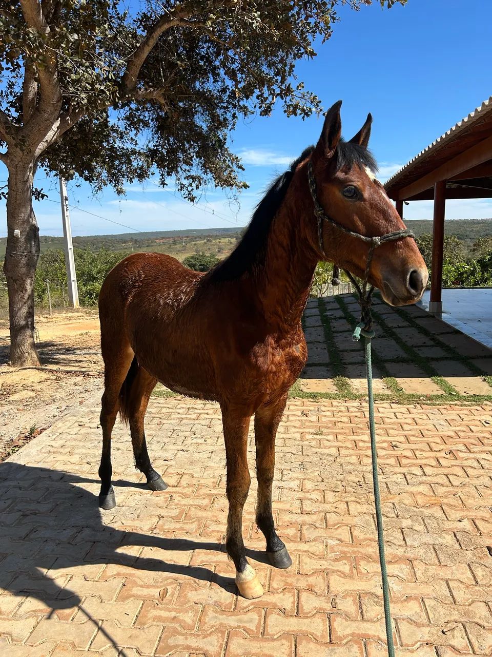 Potro mangalarga marchador  - Foto 3