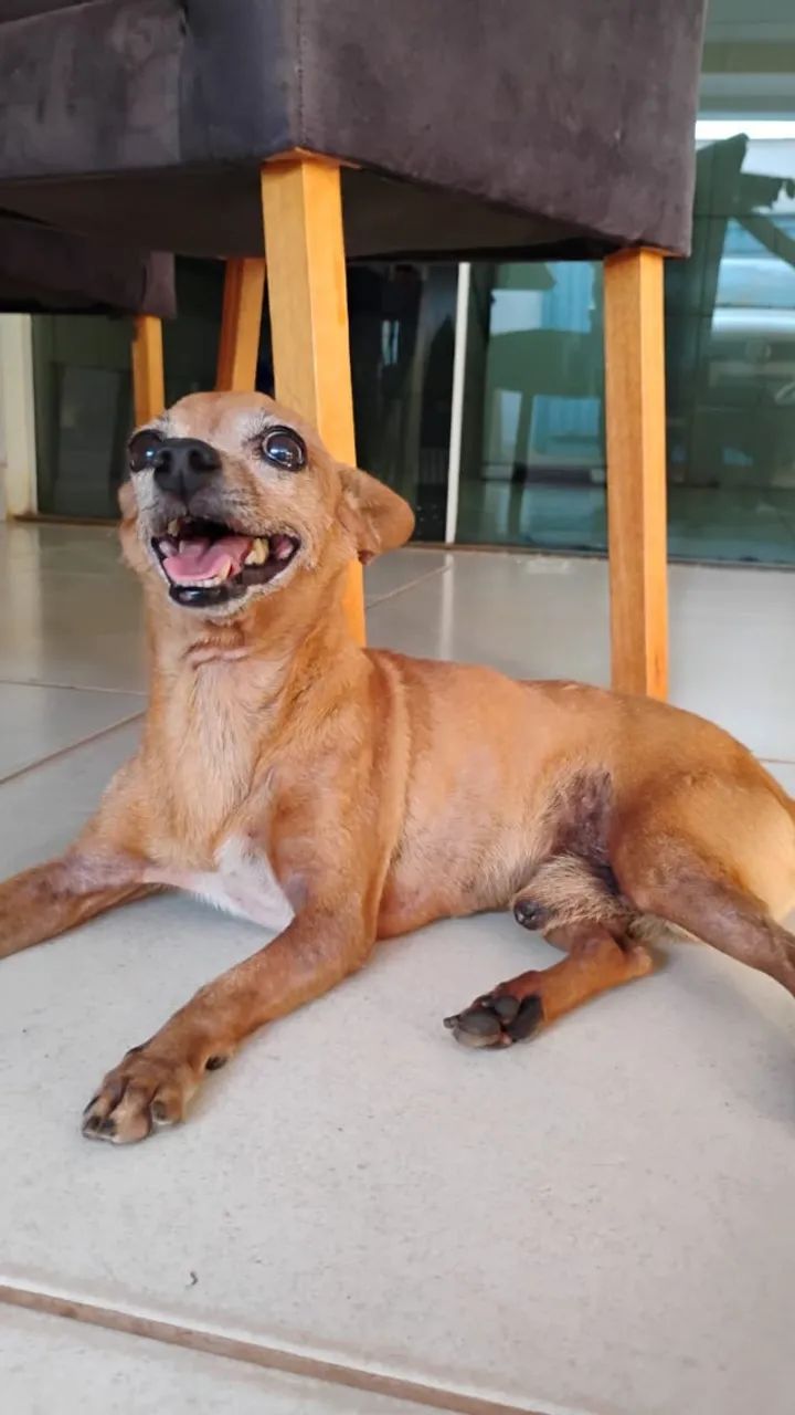 Cachorrinho pequeno e muito simpático - Foto 4