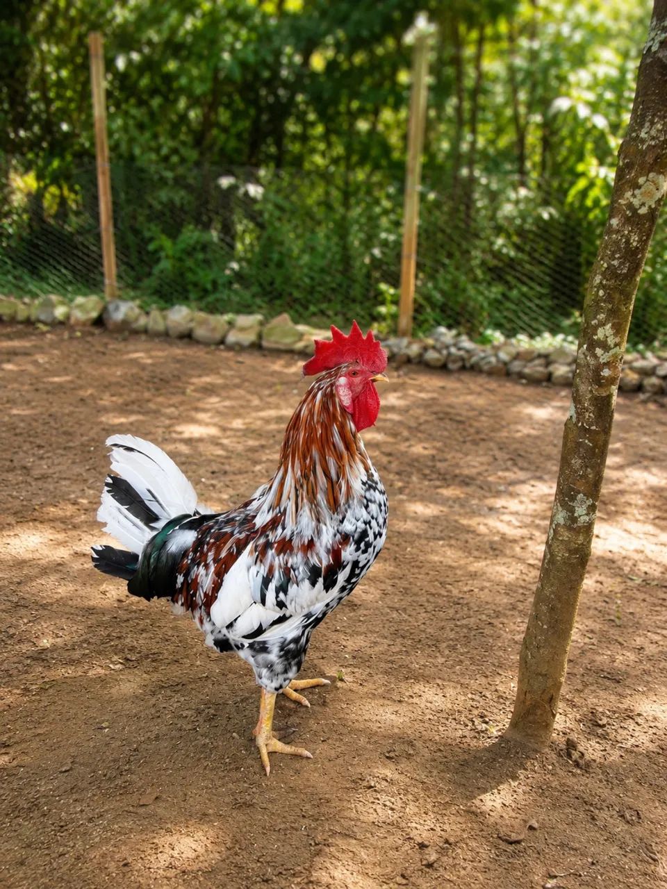 Galo GSB 