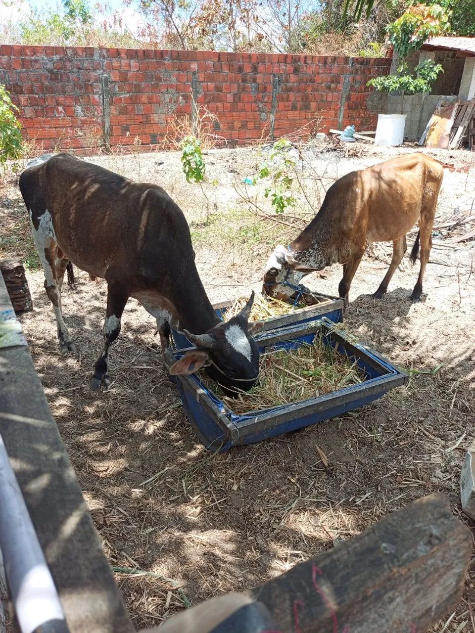 Garrote e novilhota  - Foto 3