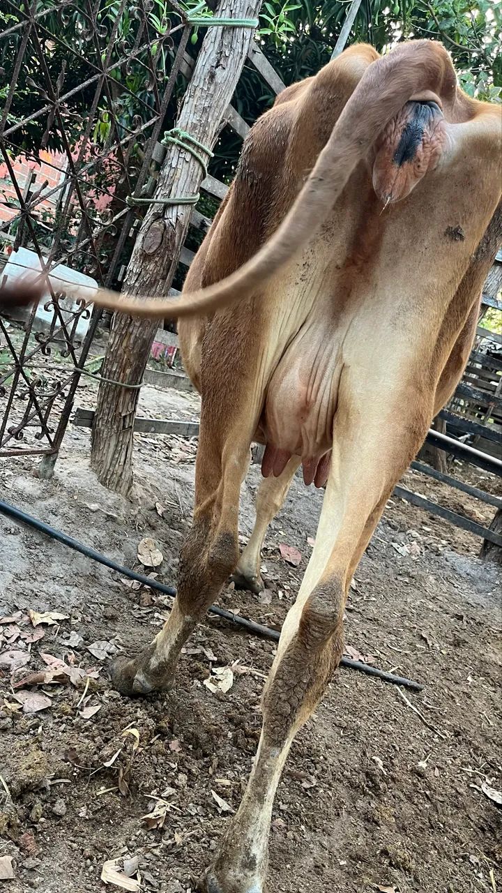 VACA PARIDA  - Foto 5