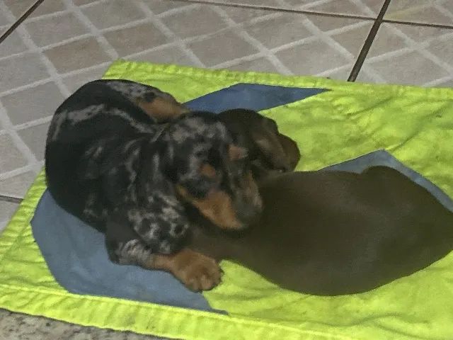 Daschunds